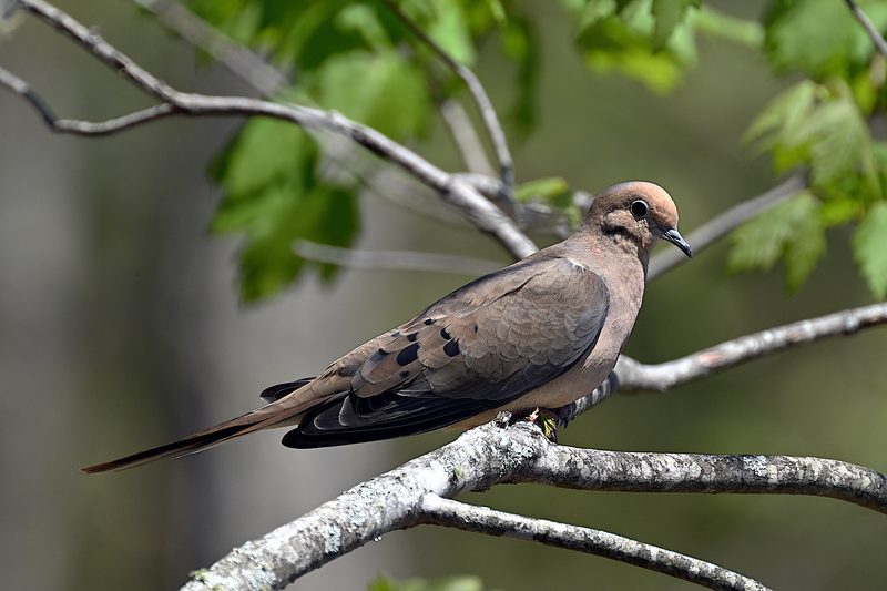 Mourning Dove.jpg
